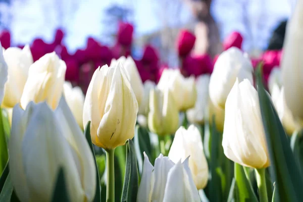 Weiße Und Rosa Tulpen Park — Stockfoto