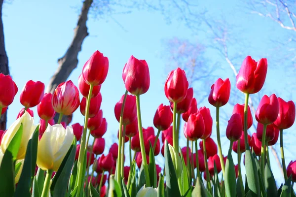 Rosa Und Weiße Tulpen Park — Stockfoto