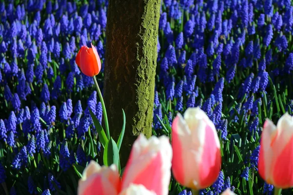 Tulips, tree and hyacinths in the park