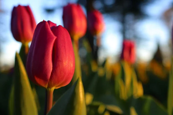 Tulips Sunset Park — Stock Photo, Image