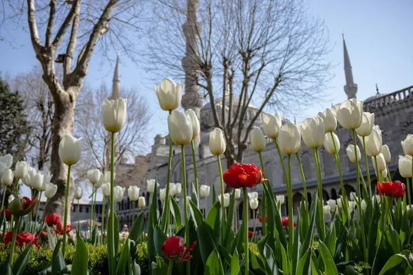 Sultanahmet Moschee Und Tulpen — Stockfoto