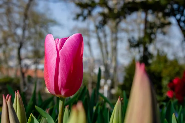 Tulipe Rose Vedette Dans Parc — Photo