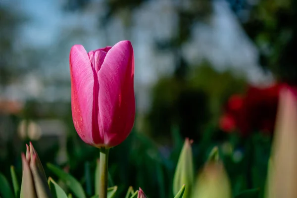 Tulipe Rose Vedette Dans Parc — Photo
