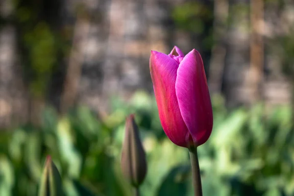 Pink Tulip Focus — Stock Photo, Image