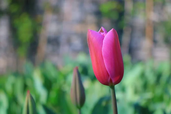 Tulipe Rose Bref — Photo