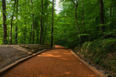 Ormanda koşu parkuru