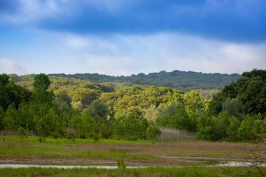 Bir ormanın manzarası