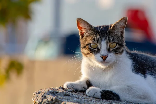 Retrato Gato Perdido — Fotografia de Stock