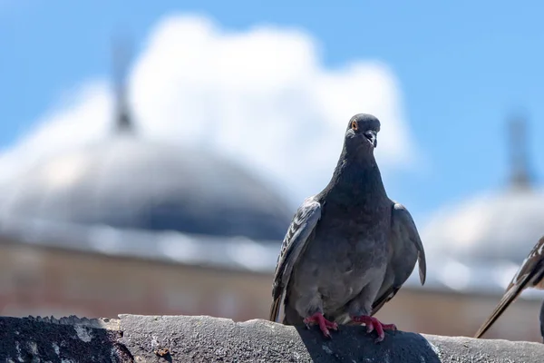 Pombos Istambul Foco — Fotografia de Stock