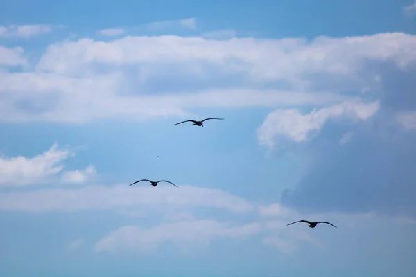 Чайки Небі — стокове фото
