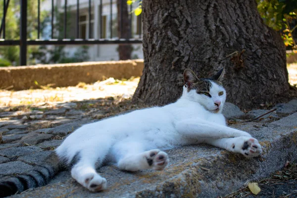 Sokak Kedisi Bir Ağacın Gölgesinde Yatıyor — Stok fotoğraf