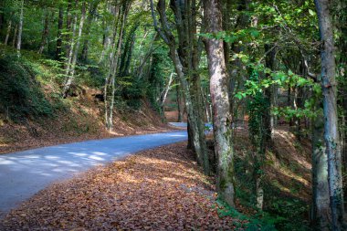 Sonbaharda ormanda yol