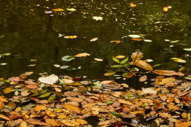 Bir su birikintisinin yüzeyine düşen yapraklar.