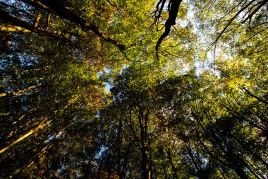 Ormanın derinliklerinden ağaçlar