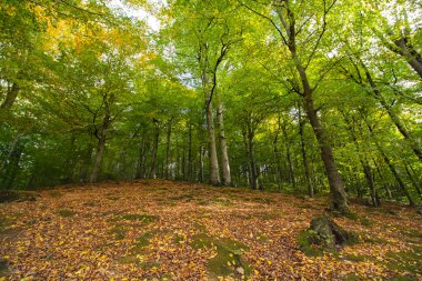 Sonbaharda orman yere dökülen yapraklarla