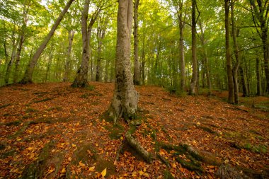 Sonbaharda orman yere dökülen yapraklarla