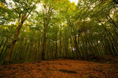 Sonbaharda orman yere dökülen yapraklarla