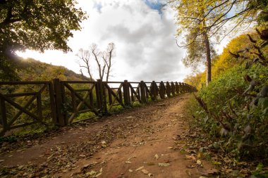 Sonbaharda ormanda yol ve aşağıdan ağaçlar