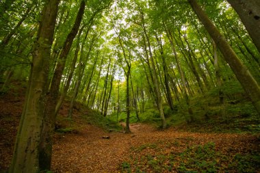 Sonbaharda ormanda yol ve aşağıdan ağaçlar