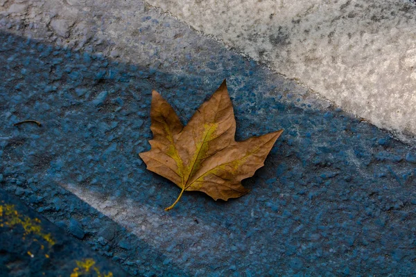 Fallna Löv Marken — Stockfoto