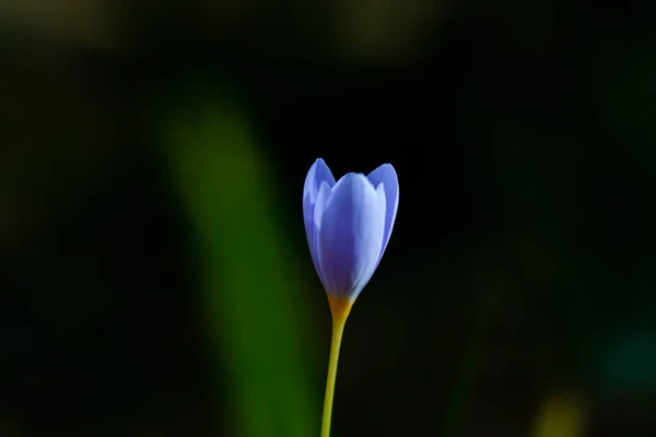 Schöne Krokusse Fokus Auf Schwarzem Hintergrund — Stockfoto