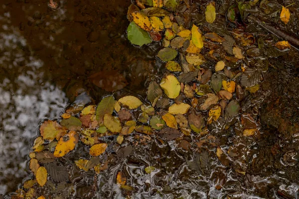 흙탕물 낙엽이 떨어진다 — 스톡 사진