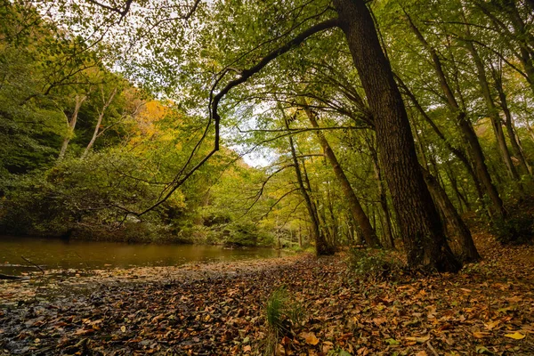 Orman ve göl sonbaharda yere düşen yapraklarla