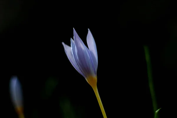 Belo Crocus Foco Fundo Preto — Fotografia de Stock