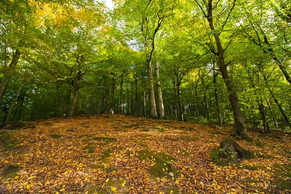 Les Podzim Spadlým Listím Zemi — Stock fotografie