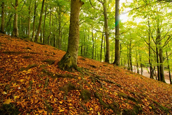 地面に落ちた葉を持つ秋の森 — ストック写真