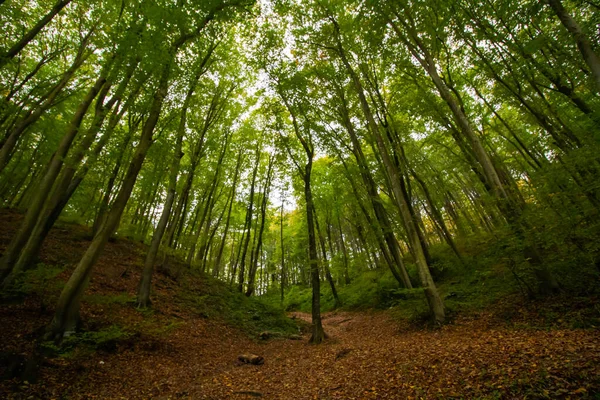 Caminho Floresta Outono Árvores Baixo — Fotografia de Stock