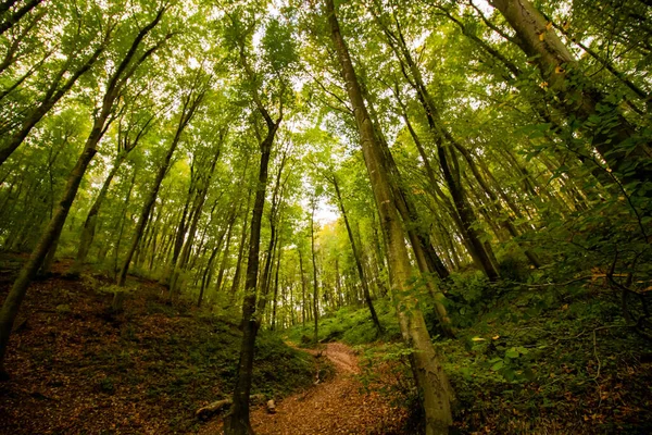 秋の森への道と下からの木 — ストック写真