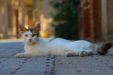 Sokakta başıboş bir kedi 