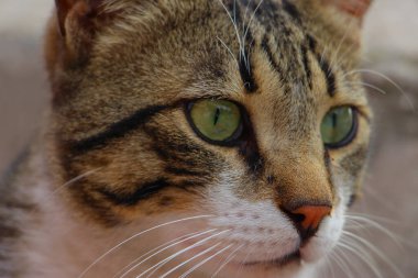 Sokak kedisinin portresi.