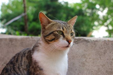 Sokak kedisinin portresi.