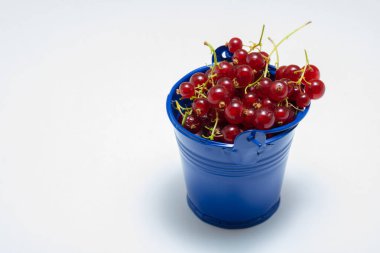 Beyaz arka planda küçük mavi bir kovada kırmızı frenk üzümü