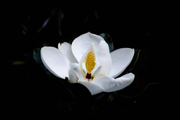 Okvětní Lístky Stigma Bílého Květu Ohnisku — Stock fotografie