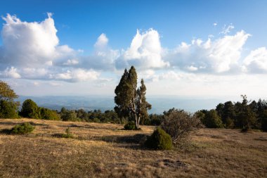Tepenin tepesindeki ağaç ve arkaplanda bulutlu gökyüzü