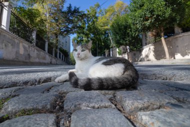 İstanbul 'da sokakta yatan sokak kedisi