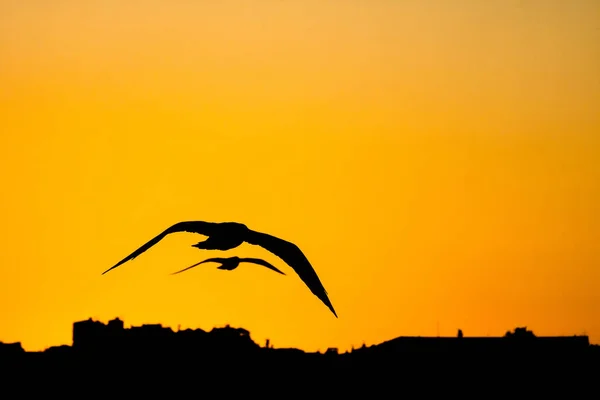 Fiskmåsar Flyger Himlen Vid Solnedgången Över Staden — Stockfoto