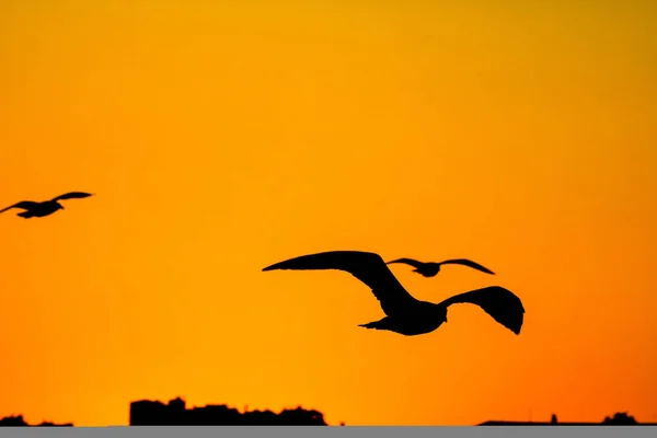 Fiskmåsar Flyger Himlen Vid Solnedgången Över Staden — Stockfoto