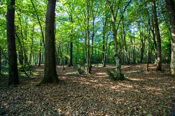 Escena Forestal Otoño — Foto de Stock