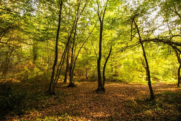Lesní Scéna Podzim Slunečními Paprsky — Stock fotografie