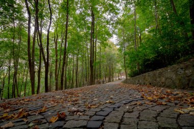 Sonbaharda dökülen yapraklarla ormanda yol.