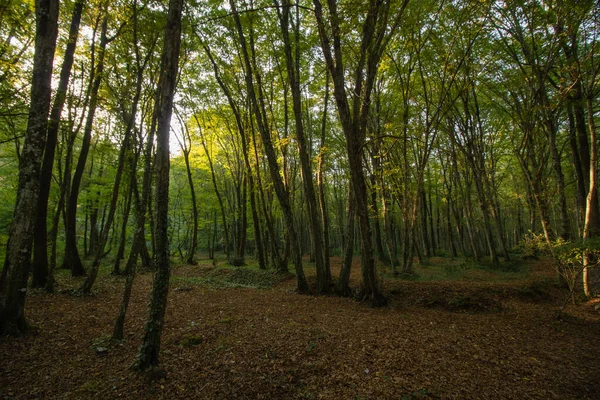 Cena Floresta Outono Com Raios Luz Solar — Fotografia de Stock