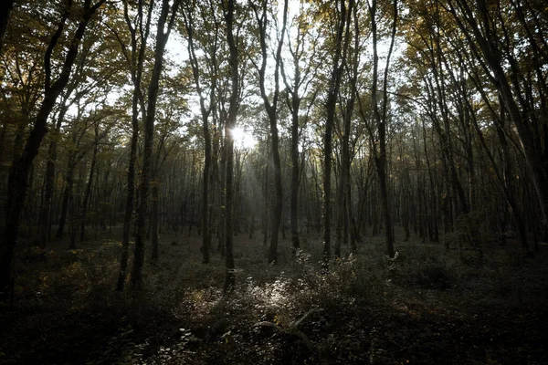 陽射しのある森 — ストック写真