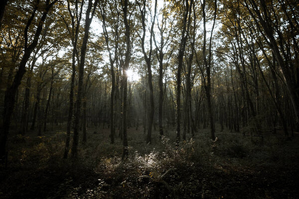 Forest with sunlight beam