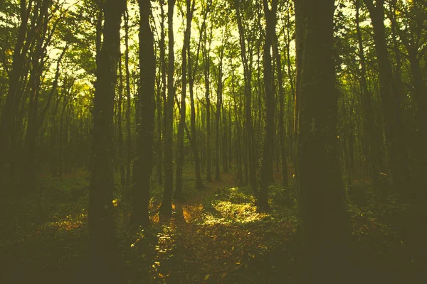 Cena Floresta Escura Outono — Fotografia de Stock