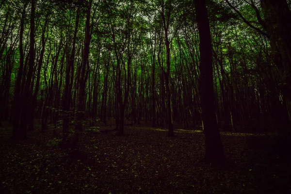 Escena Bosque Oscuro Con Poco Luz — Foto de Stock