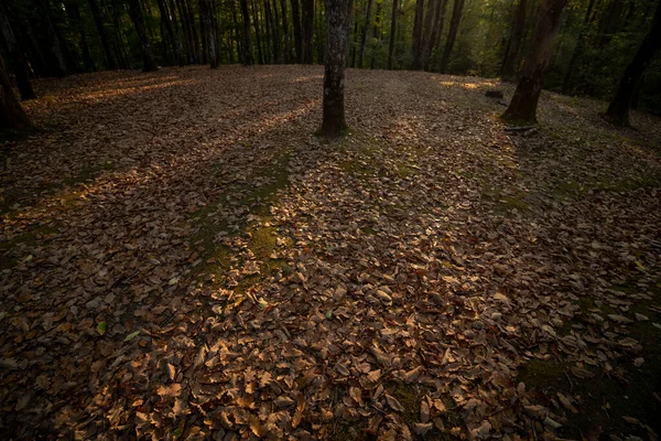 Лесной Массив Заполнен Опавшими Листьями Закате — стоковое фото
